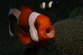   Yawning clownfish  